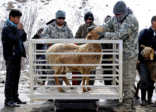 Sheep examination by The U.S. Army