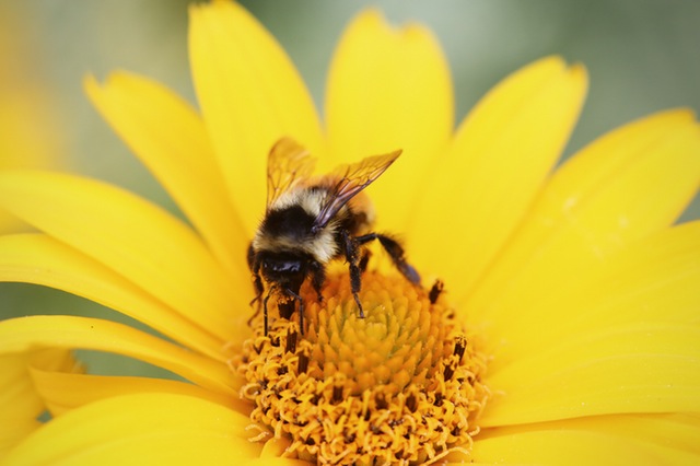 THE GMO SCRAPBOOK: THE WORLD-WIDE BEE DIE-OFF LINKED TO RISE OF NEONICOTINOID USE IN PESTICIDES