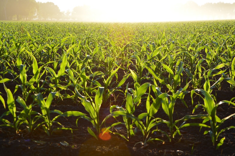 agriculture-corn-cropland-96715