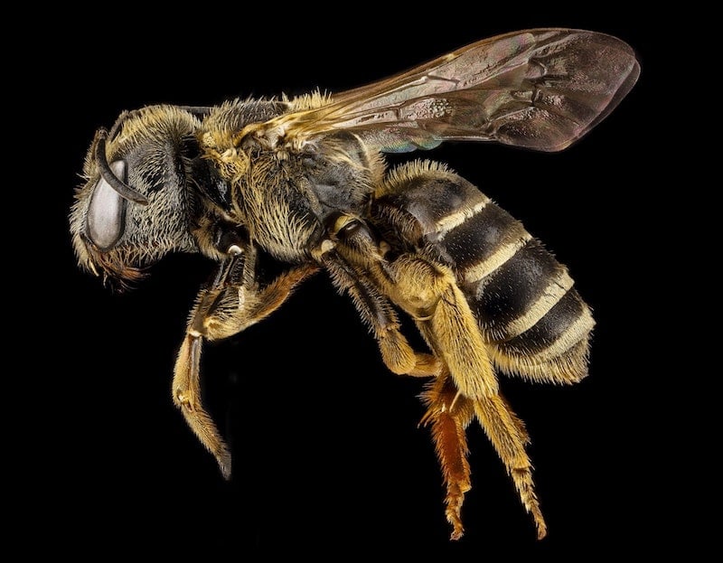bee-close-up-insect-34220
