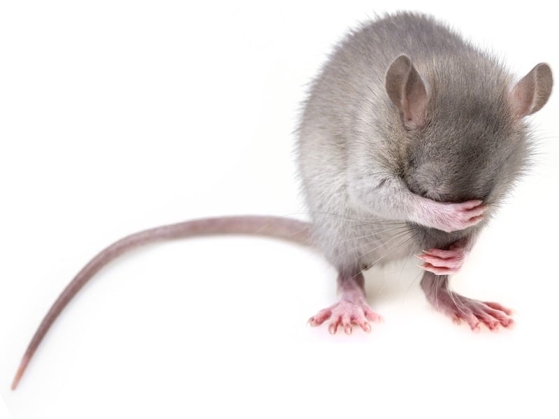 https://pixabay.com/en/mouse-rodent-rat-mice-pest-3194768/