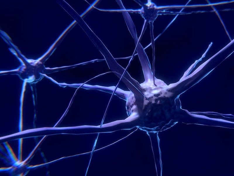 BIOLOGICAL AND ARTIFICIAL “NEURONS” LINKED